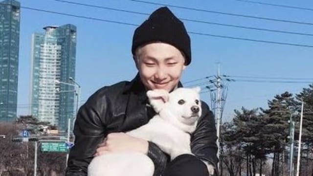 What Breed Is Namjoons Dog