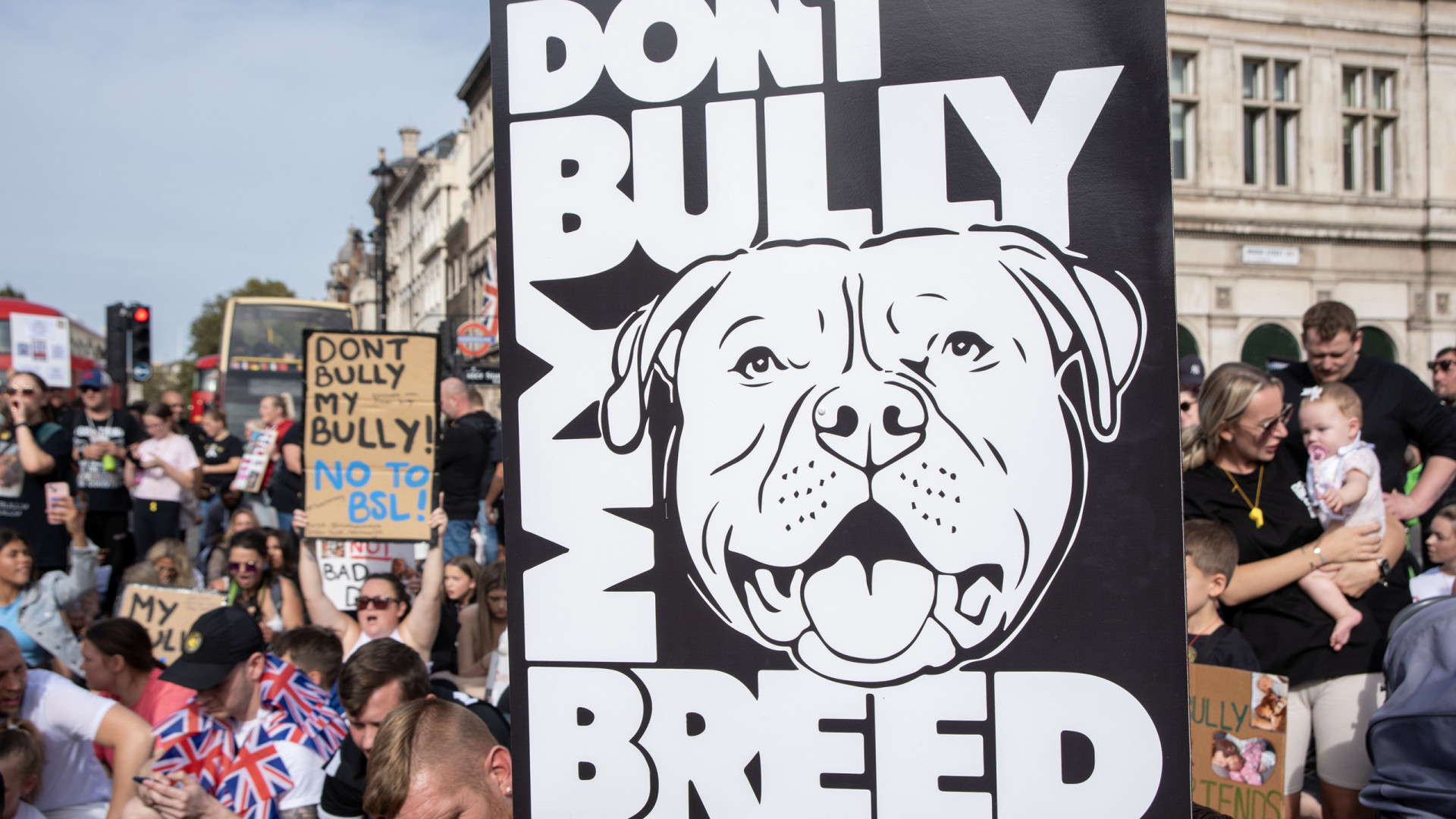 Are American Bullies Banned in the Uk