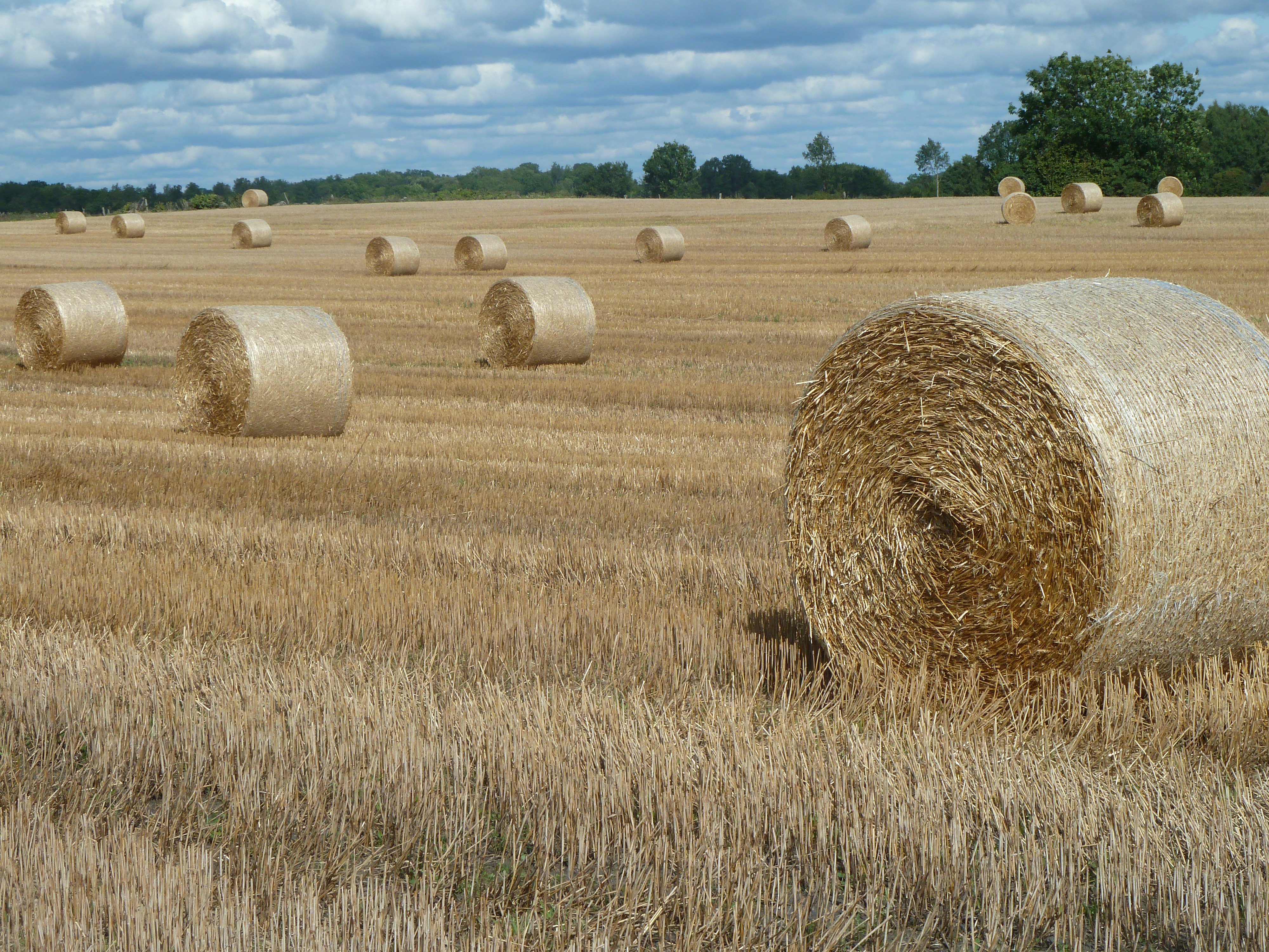 What Plant Is Hay