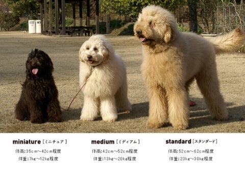 【インスタ画像】 オーストラリア ン ラブラ ドゥードル 最新ファイル＆画像まとめ #602