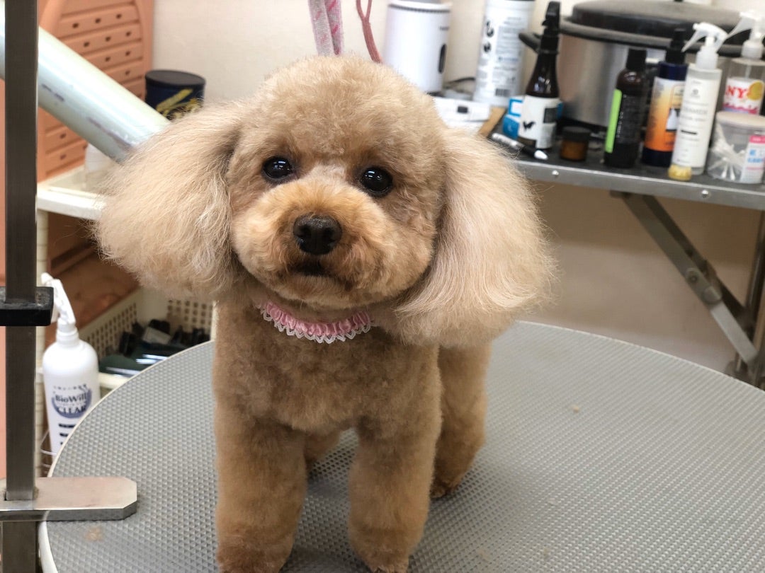 犬の前足がO脚に曲がる原因とは？骨の病気や受診目安を徹底解説