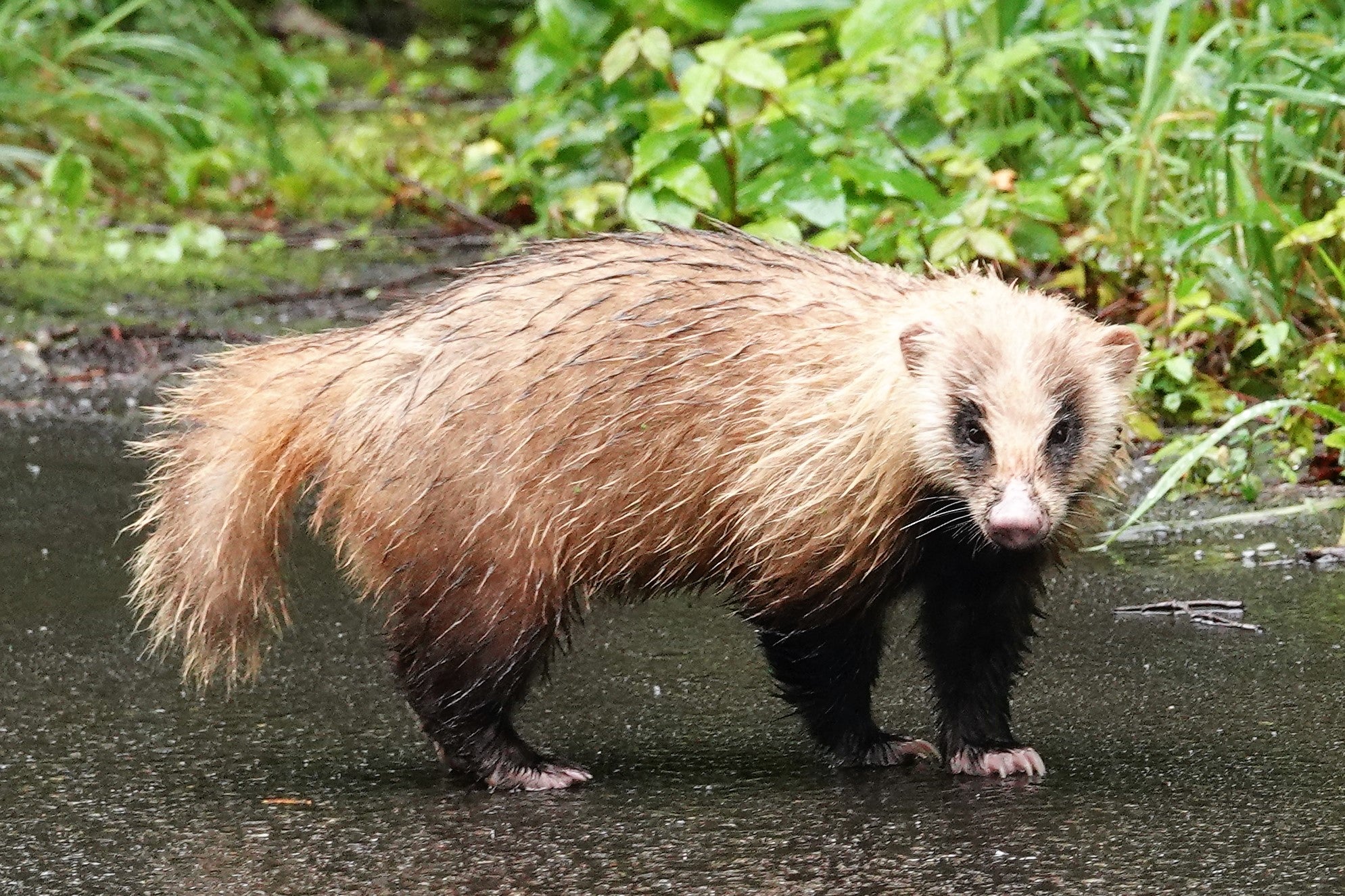 アナグマとハクビシンの違いは？見分け方と屋根裏・庭の被害対策を徹底解説