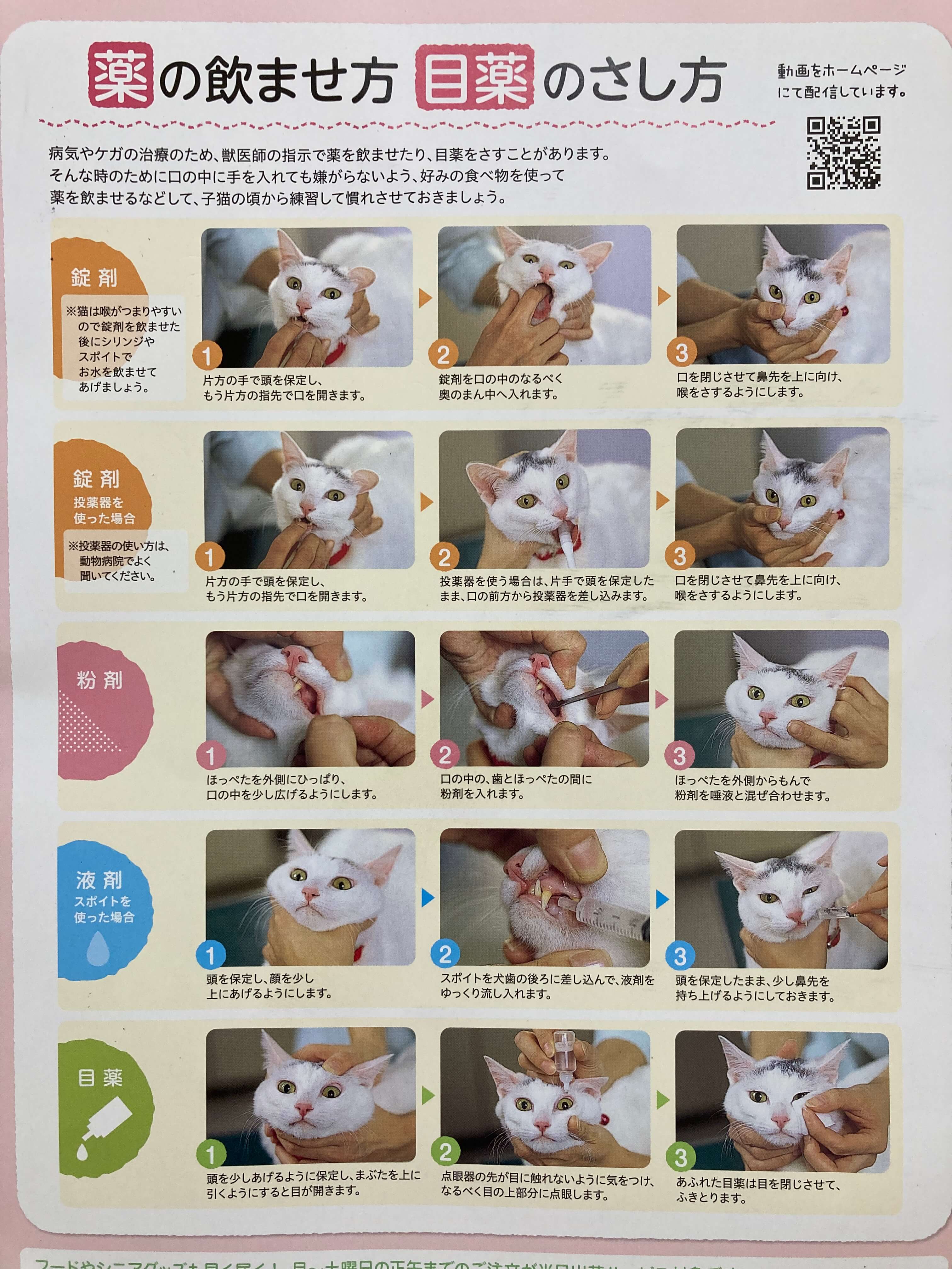 猫の錠剤の飲ませ方完全ガイド！暴れる・吐き出す悩みを解決