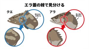 【熱愛】 クエ と アラ の 違い 人気理由と評判まとめ #964