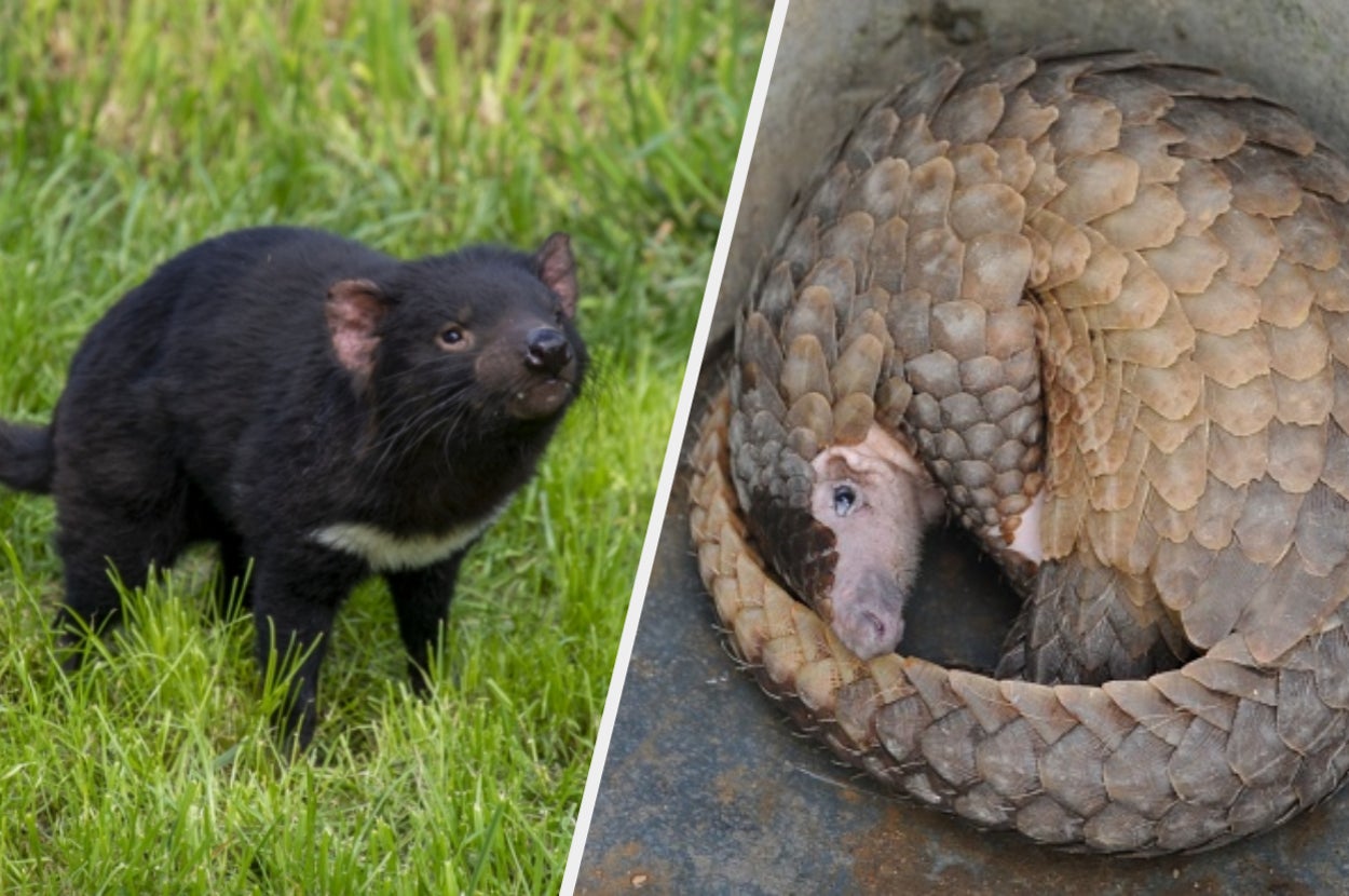 上野動物園の珍しい動物2026！パンダ以外の日本唯一と世界三大珍獣