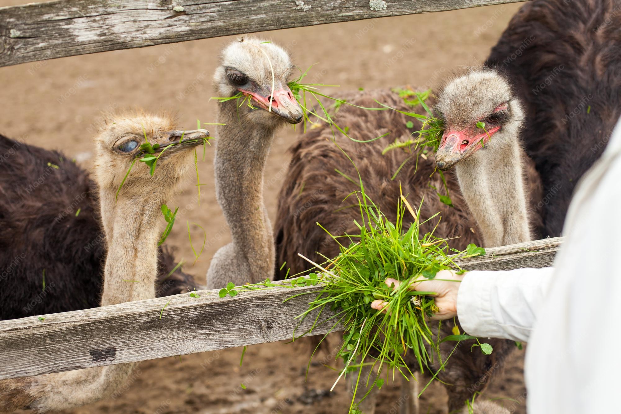 What Do the Ostrich Eat
