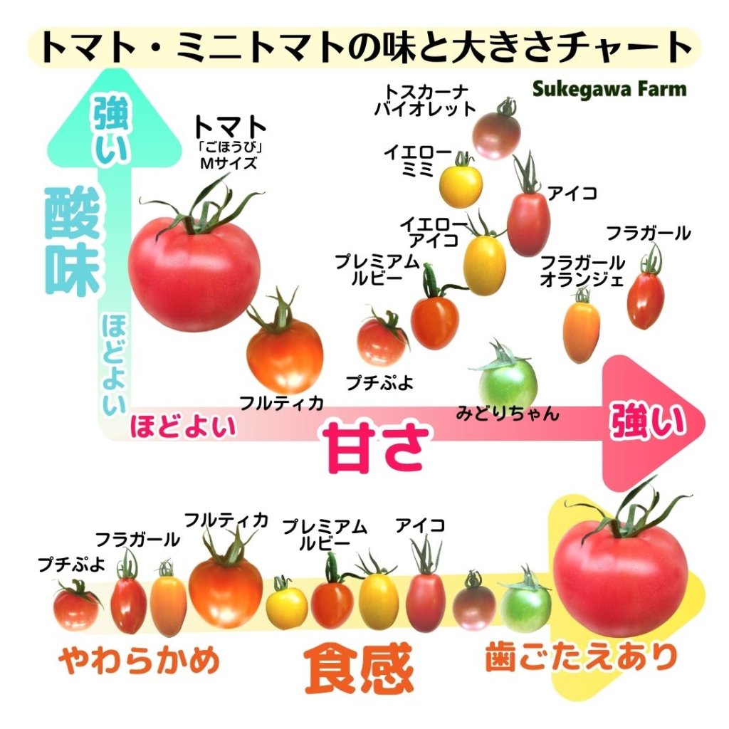 ミニトマトの種類徹底比較！2026年最新おすすめ品種と糖度ランキング