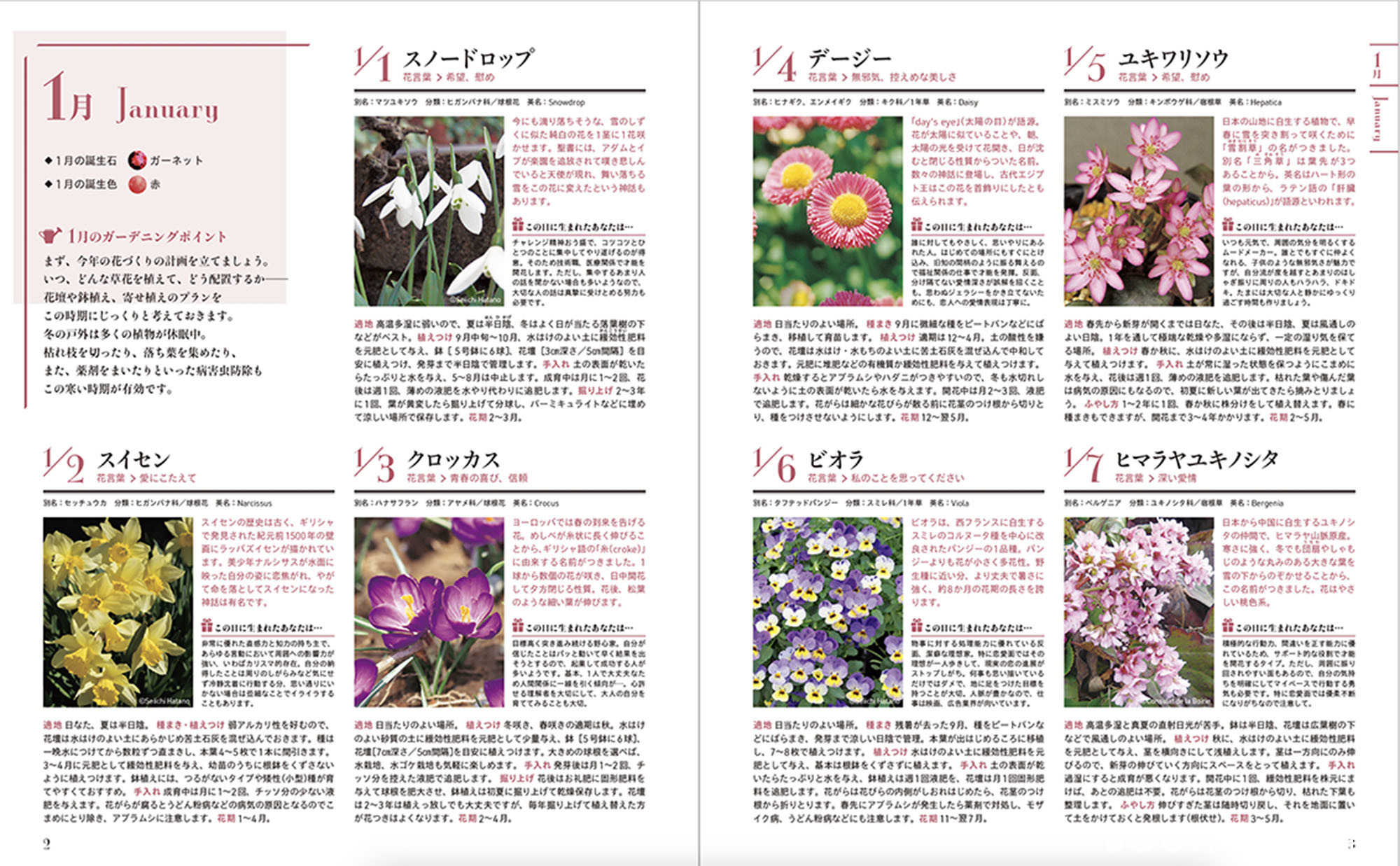 365日の誕生花一覧と花言葉の真相｜怖い裏の意味とギフト選びの決定版