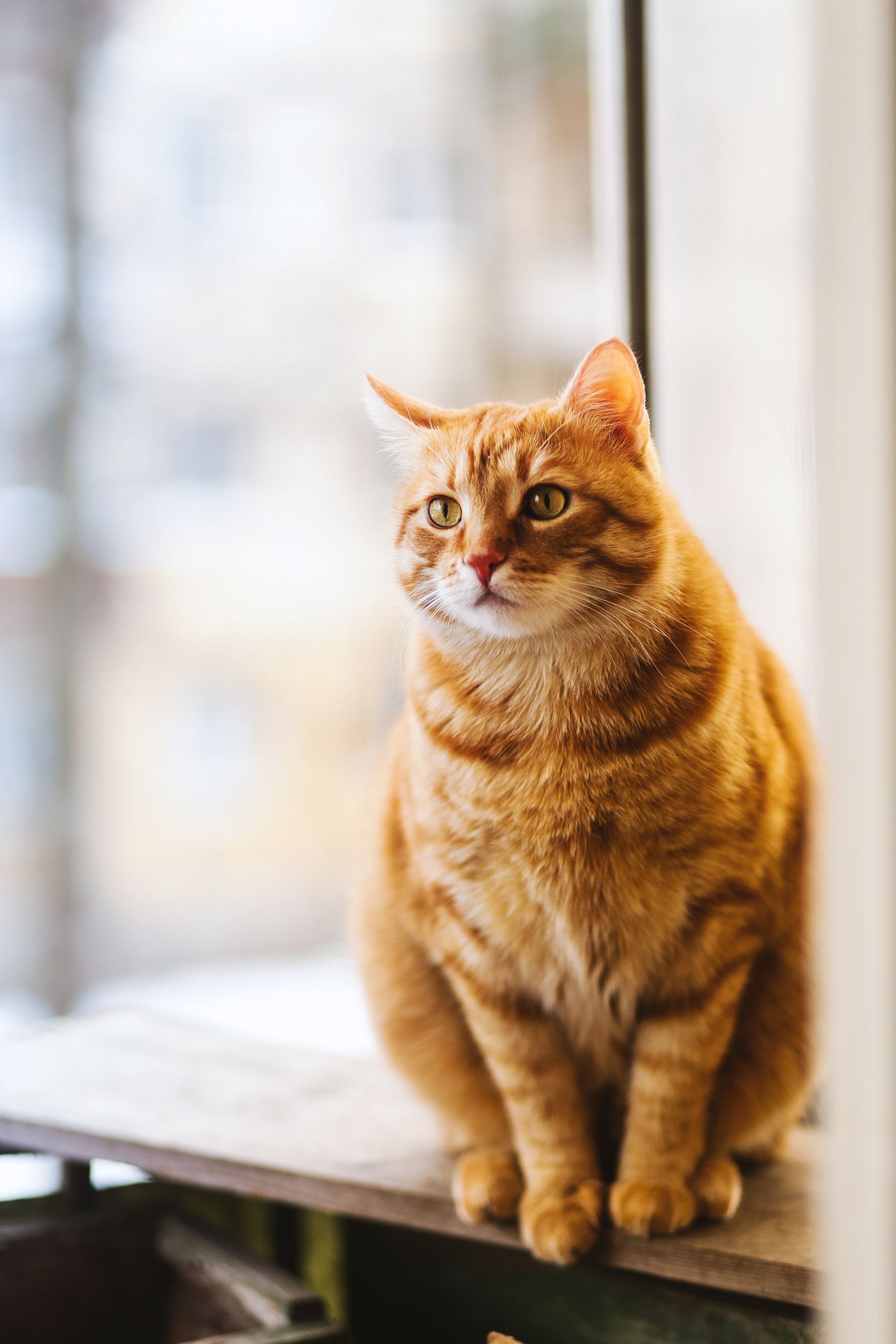 標高1250メートルの極上湯治。なぜ今、菅平温泉が「リカバリーの聖地」として世界から注目されているのか？
