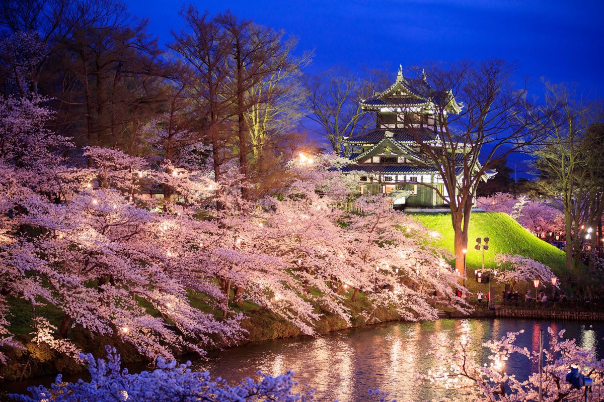 高田城址公園の桜2026完全攻略！夜桜ライトアップと混雑回避法