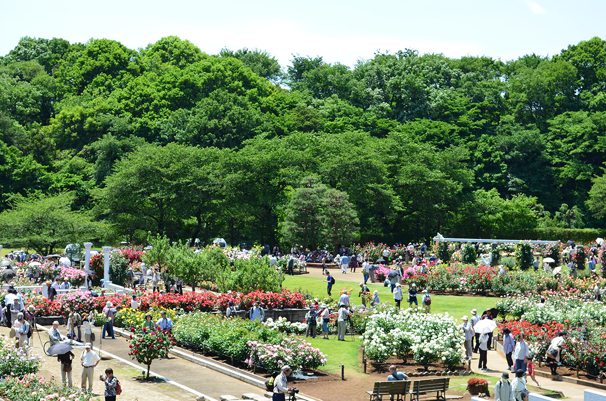生田緑地バラ園2026最新開花状況と見頃！無料の理由や混雑回避術