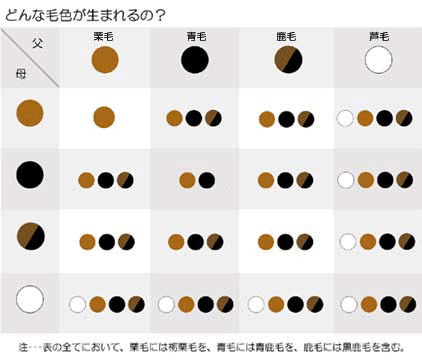 【衝撃】 毛色 が 違う 意味 衝撃の最新ニュース #821