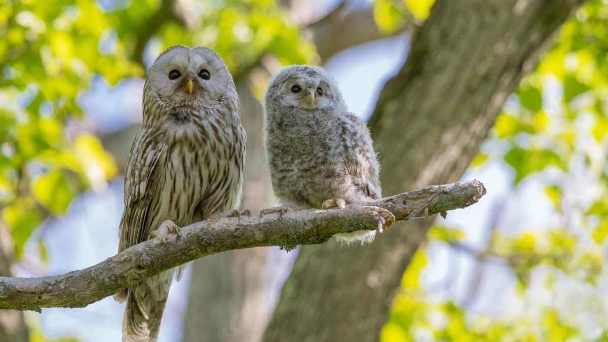 フクロウを英語で何と言う？発音・ミミズクとの違いや関連表現を徹底解説