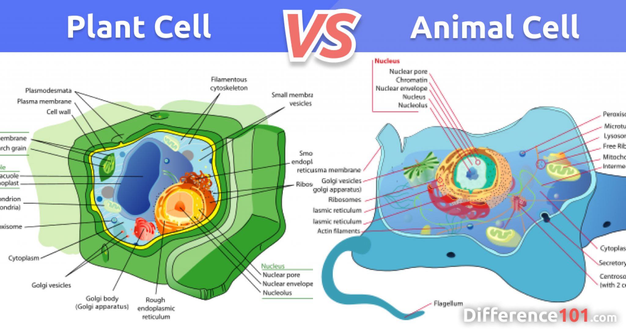 What Is a Key Difference Between Plant and Animal Cells