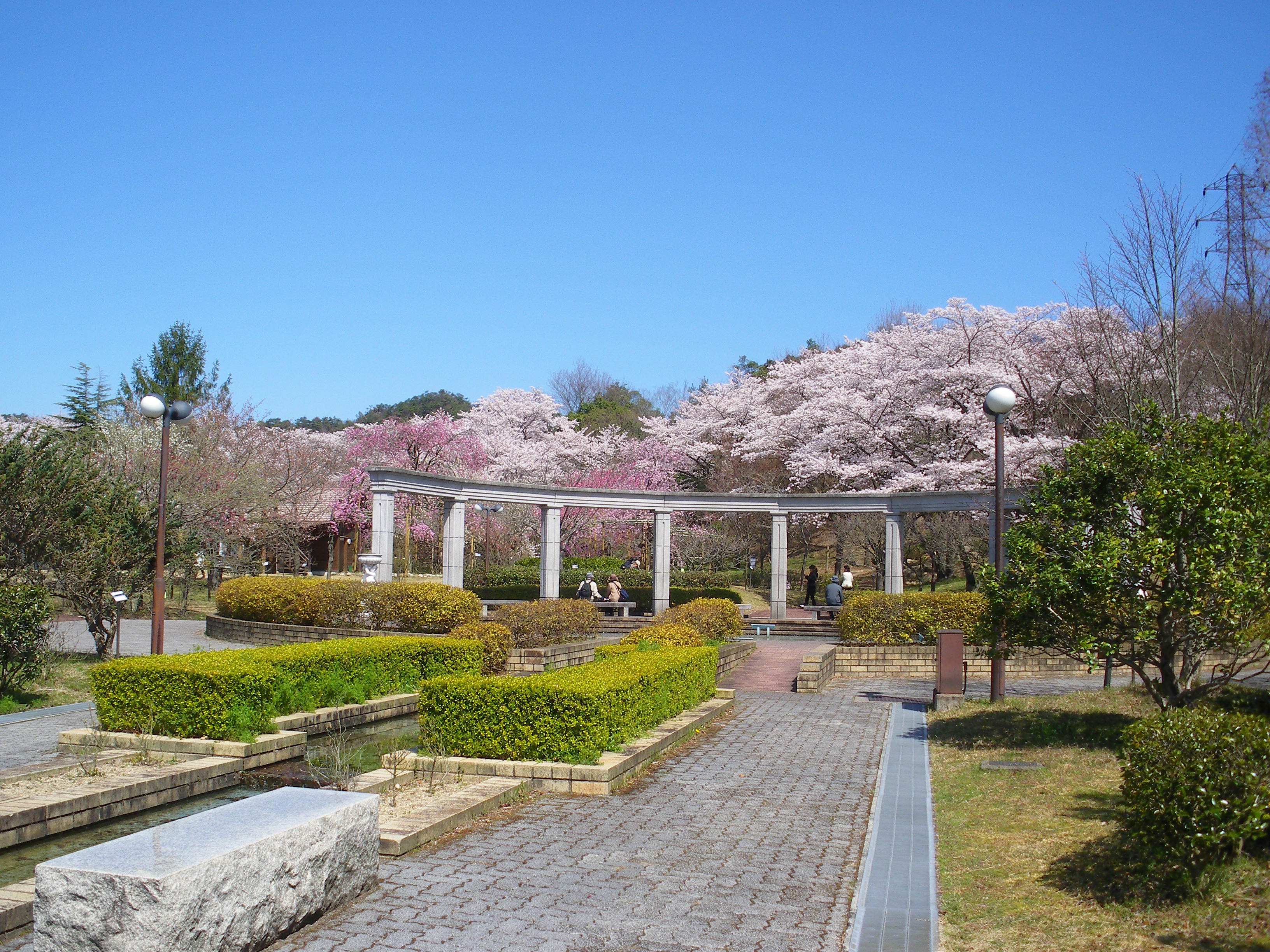 近江富士花緑公園植物園の魅力！見頃と入園料・穴場を2026年解剖