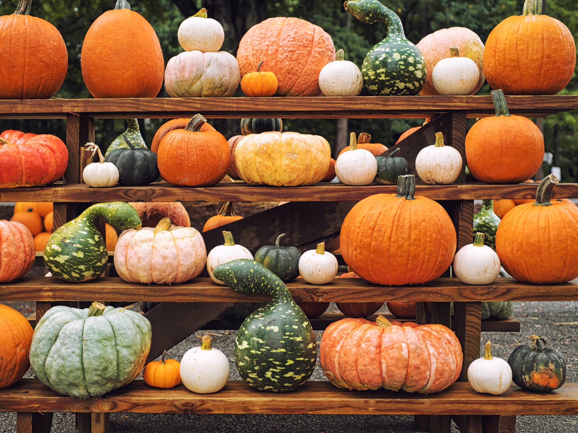 Can You Eat All Kinds of Pumpkins