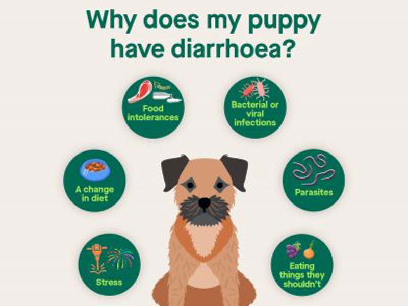 Diarrhoea in Puppies