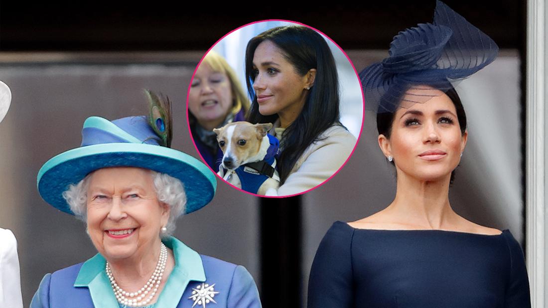 Meghan Markle Pets Move Britain: How the Decision Reflects Their “International” Plans
