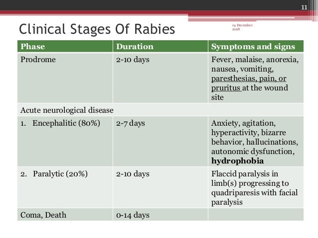 How Long Does It Take Rabies to Show in Humans