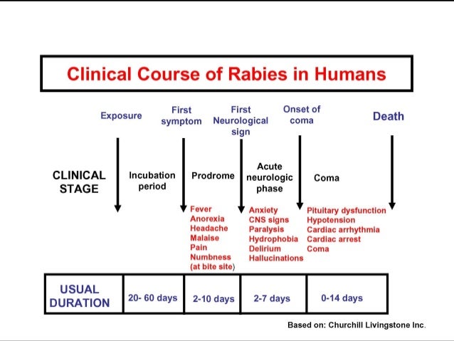 Progression of Rabies in Humans