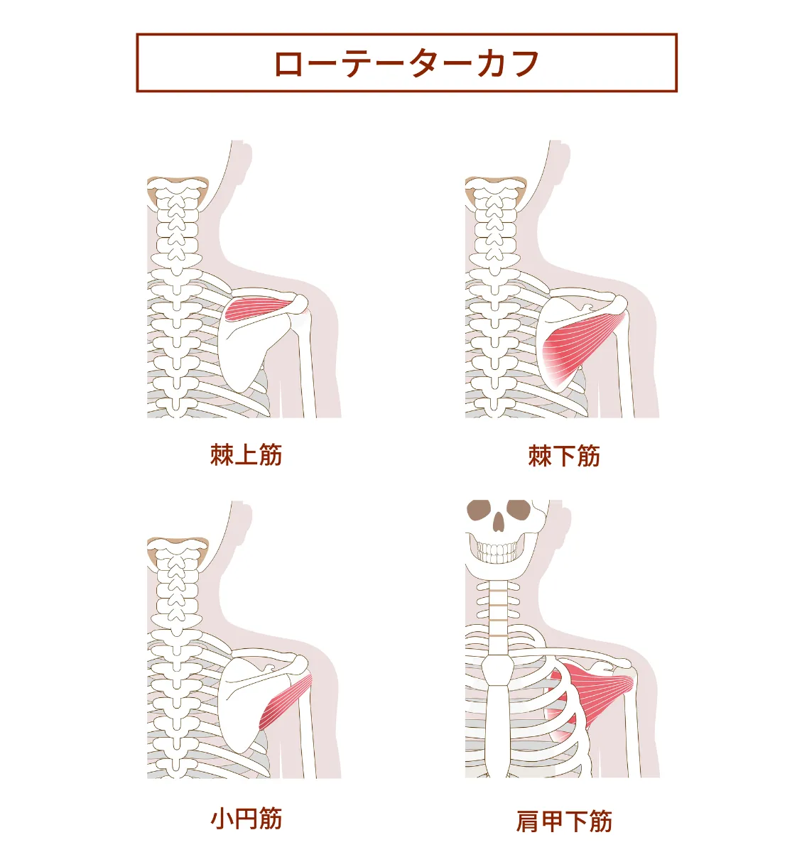 ベンチプレスで肩が痛い原因は？前側の激痛を防ぐフォーム改善法