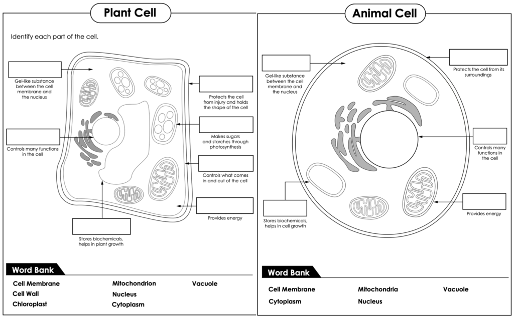 Label Plant Cell and Animal Cell Worksheet