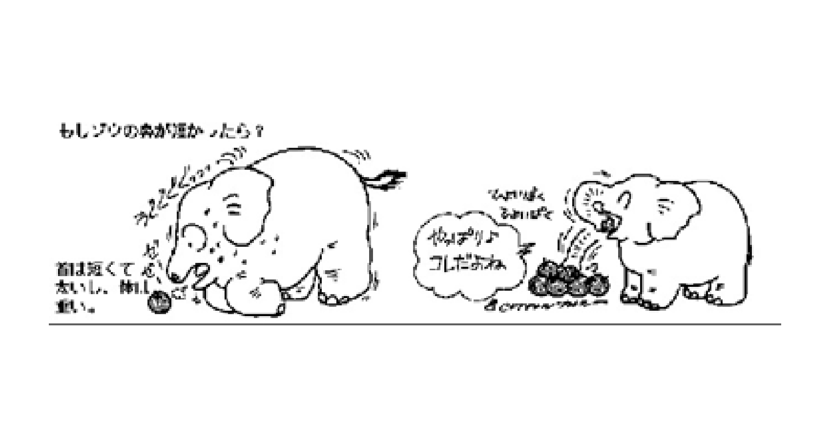 なぜ象の鼻は長いのか？上唇との合体・骨ゼロの筋肉構造と進化の真実