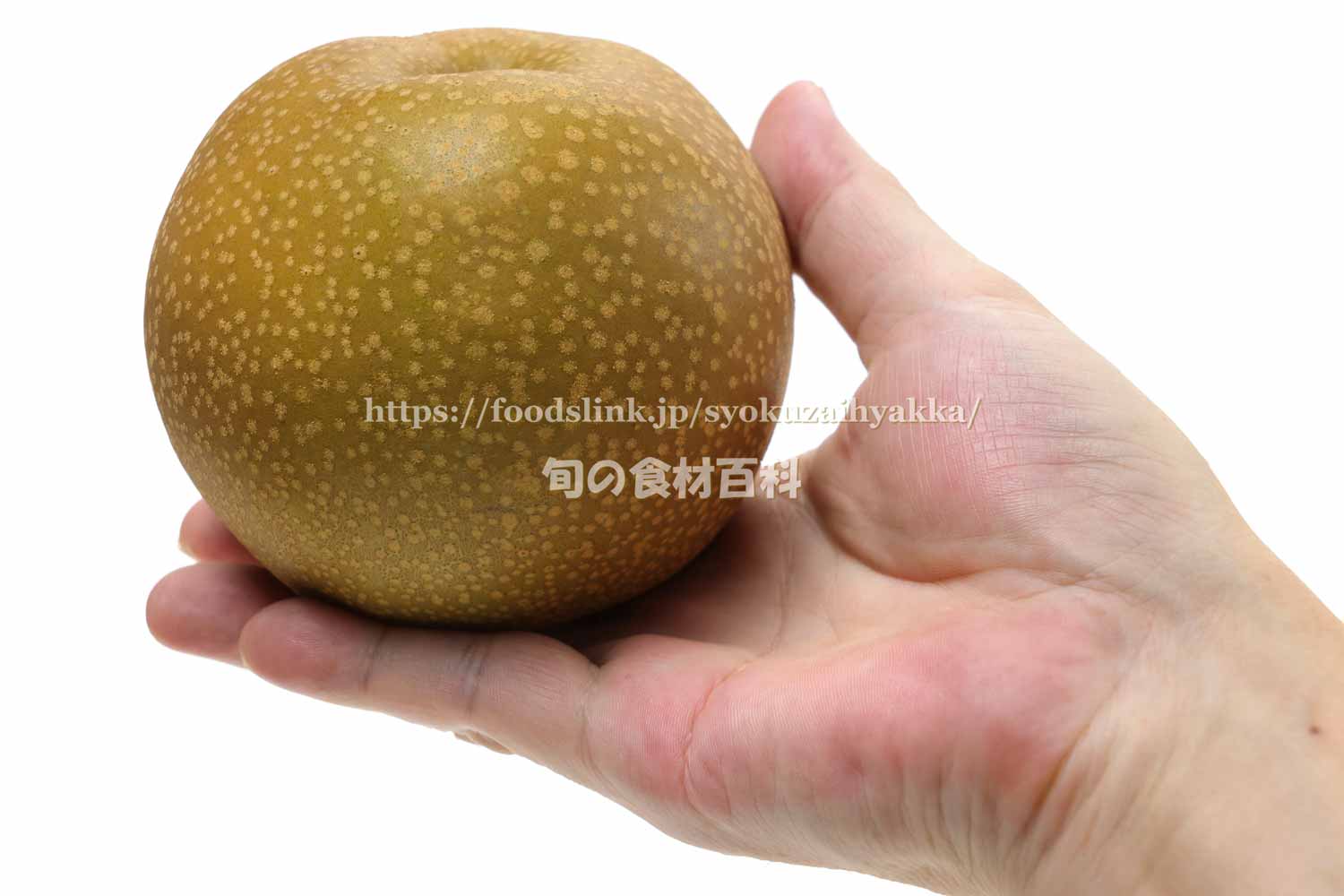 幻の梨「彩玉」の正体とは？驚異の糖度13度と入手困難な真相