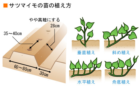【最新】 サツマイモ の 苗 植え 方 2026年最新プロフィール #865