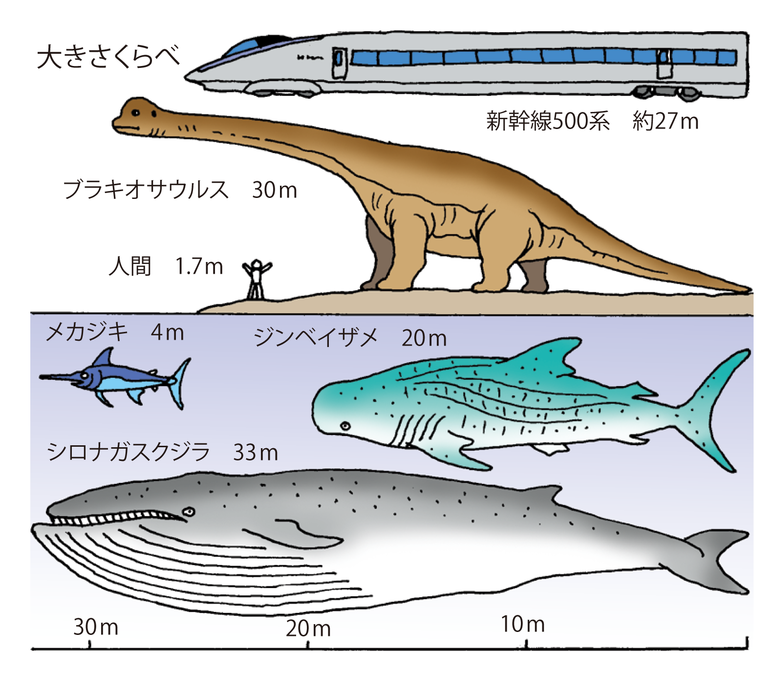 世界一大きい生物ランキング2026！クジラを超える巨大生命の正体