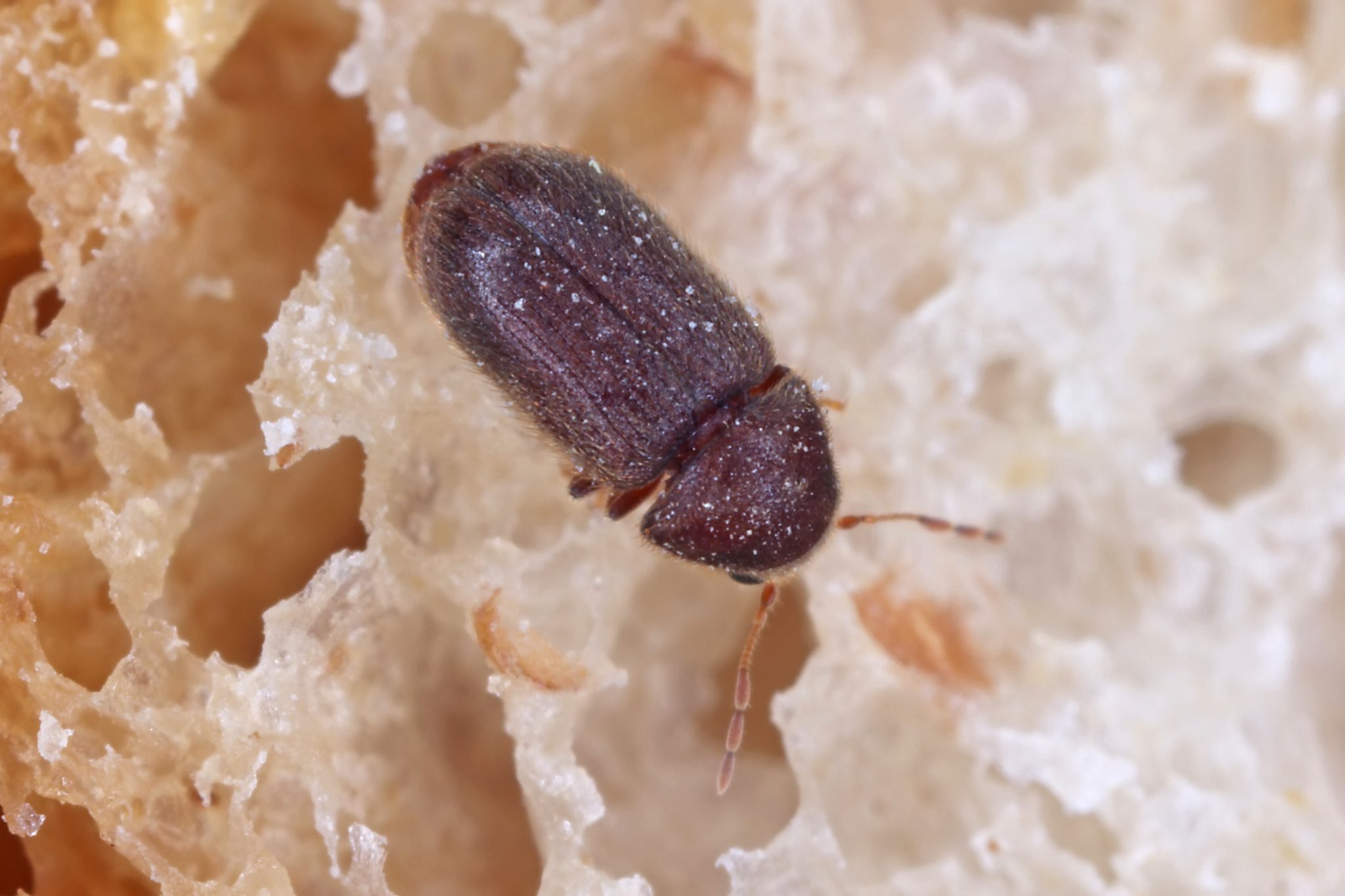 Brown Beetle in House