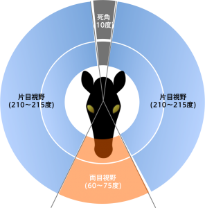 【Wiki風】 馬 の 視界 2026年最新芸能速報 #978