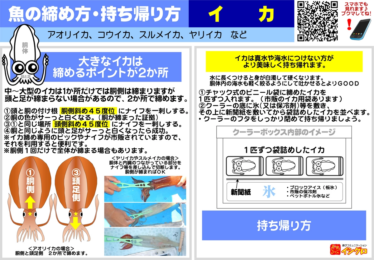 アオリイカの締め方完全解説！急所の位置と旨味を守る持ち帰りの極意