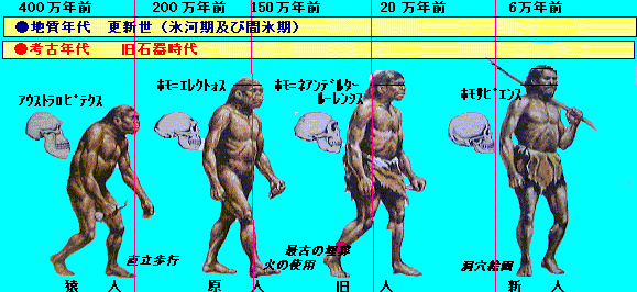 教科書の「人類の進化図」は誤解だらけ？最新学説が明かす系統樹の真実