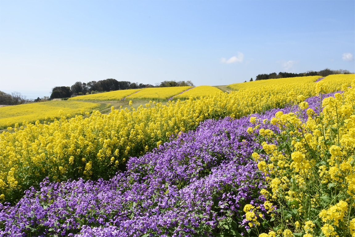 あわじ花さじき2026年最新ガイド！見頃や開花状況・料金と注意点