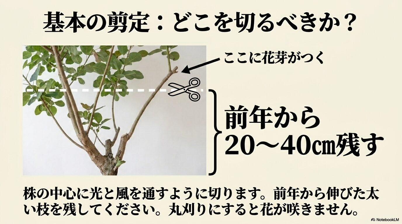 スモークツリーの剪定術！花が咲かない失敗を防ぐプロの時期と位置