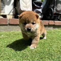 【最新】 豆 柴 子犬 差し上げ ます 私服＆私生活最新ショット #735