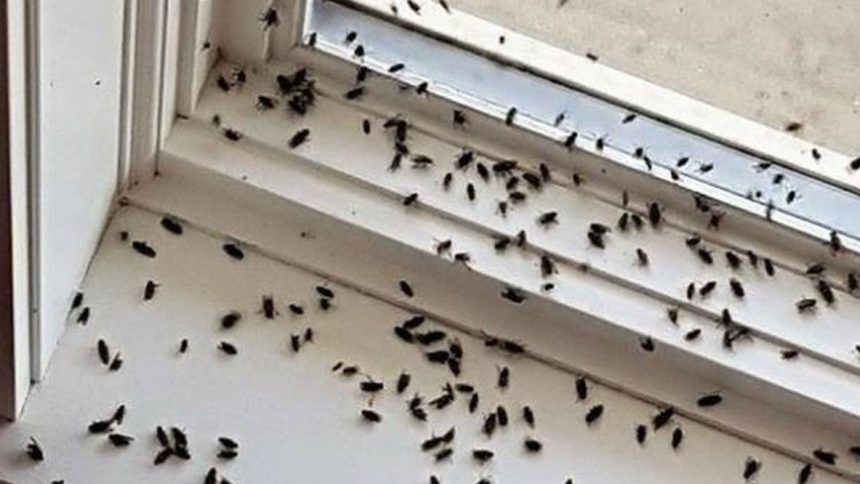 Tiny Black Insects in House Uk