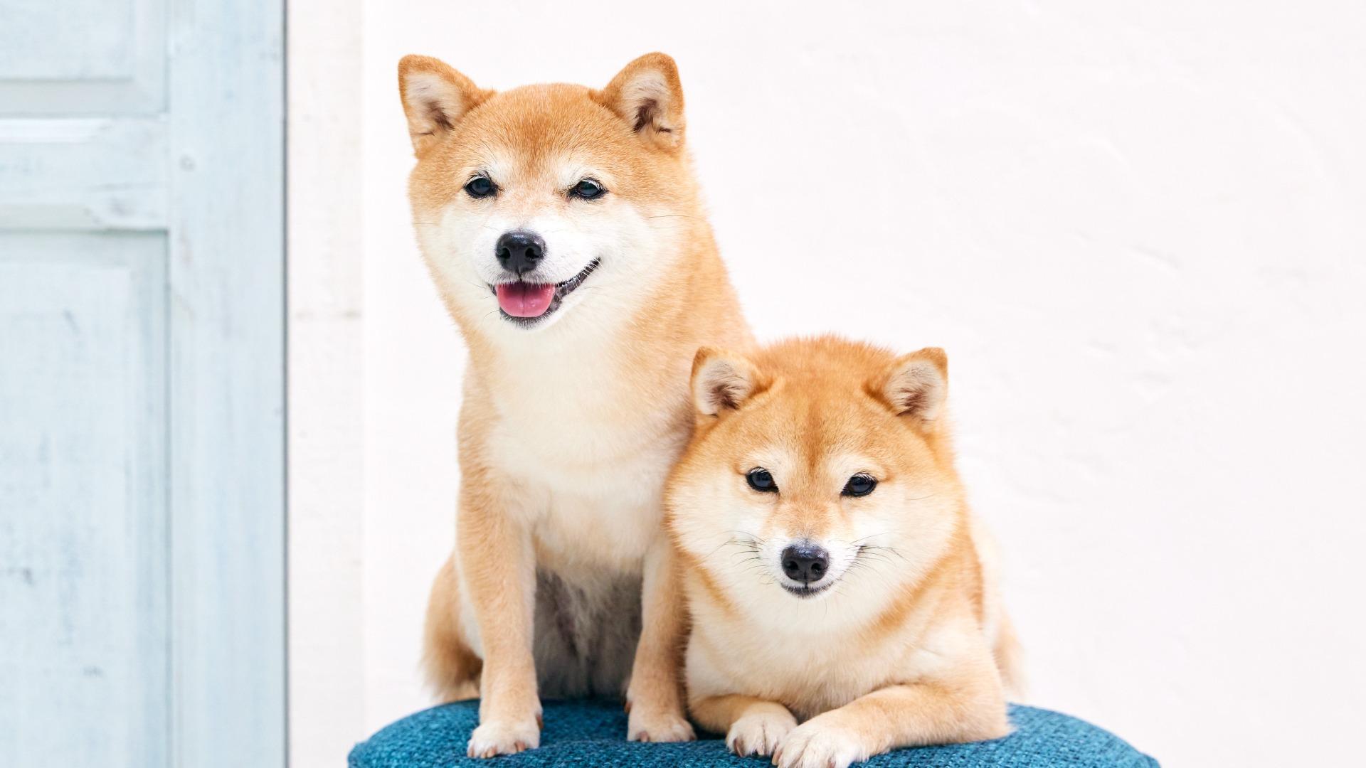 一休の犬同伴宿泊が選ばれる理由と真相｜2026年最新評判と高級宿選び