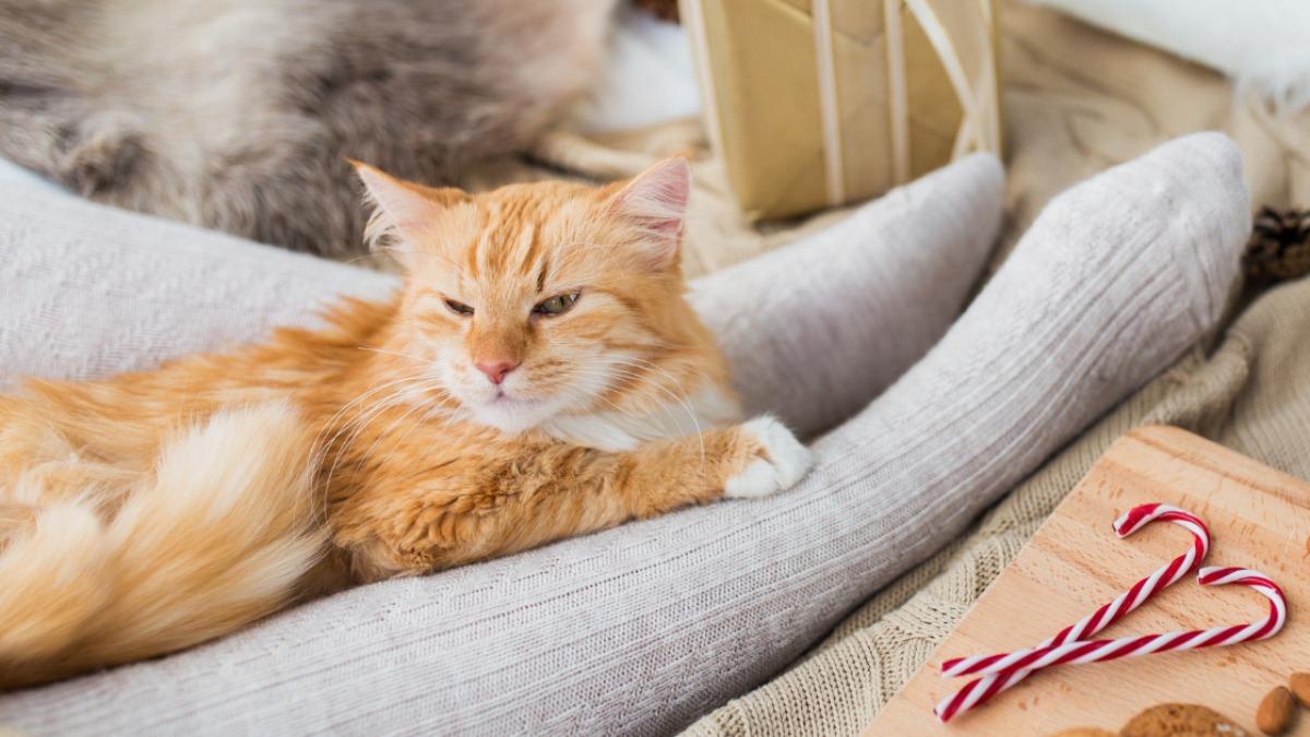 猫が足元で寝る心理とは？頭元との違いと信頼度を徹底解説【2026】