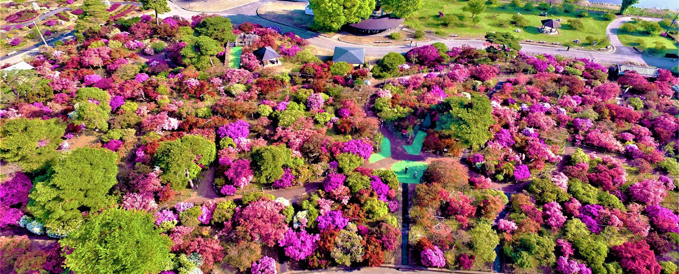 館林つつじが岡公園2026年版！混雑ゼロで楽しむ見頃と穴場の全真相