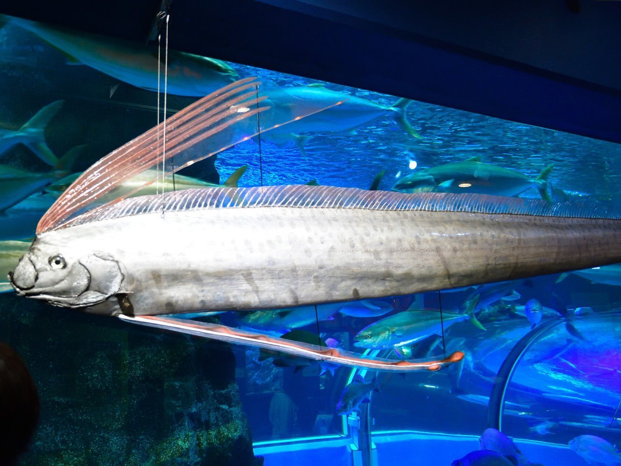 リュウグウノツカイと太刀魚の違いは？見分け方から味・地震の噂まで徹底解説