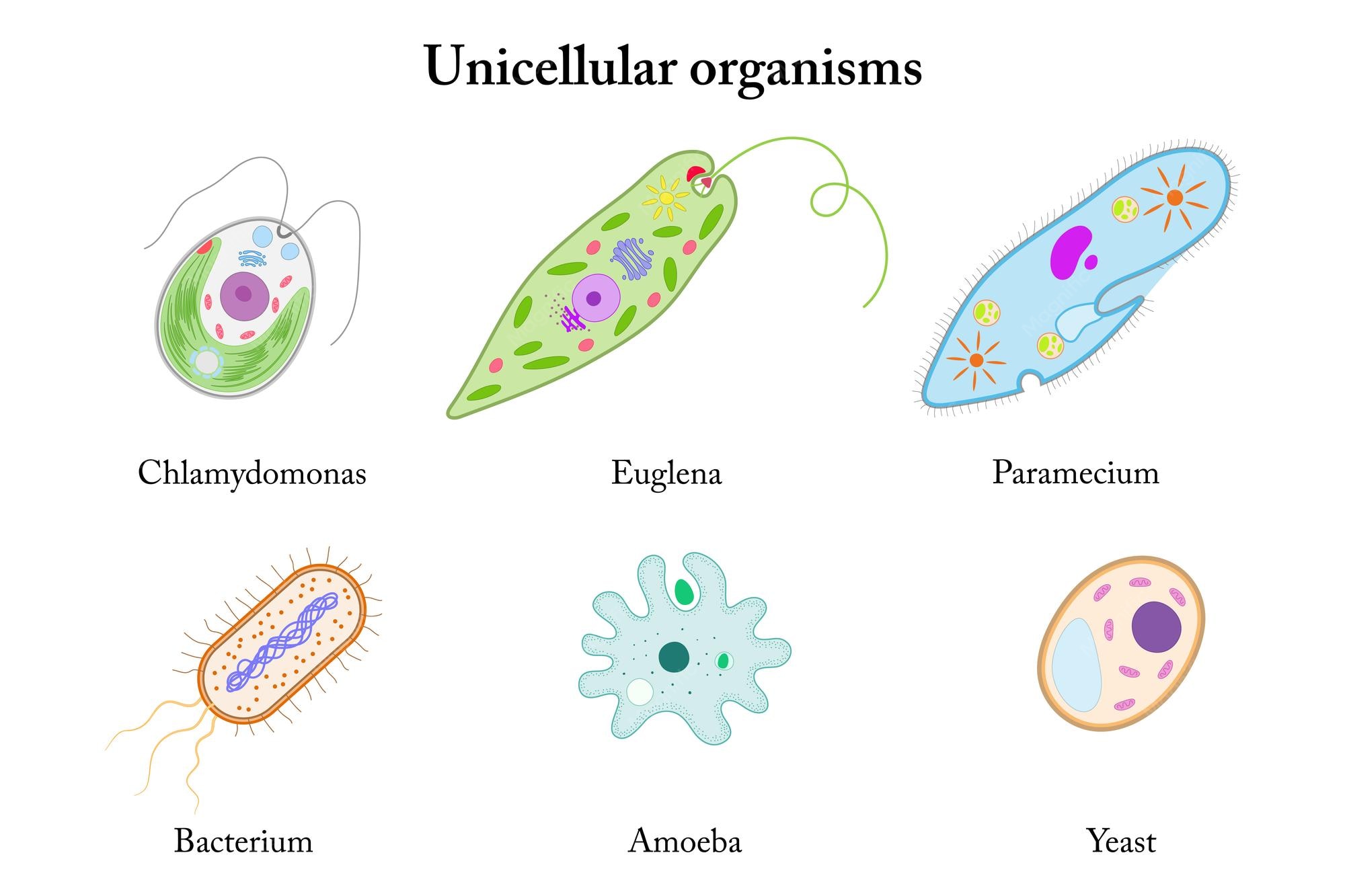 Unicellular Organisms Types