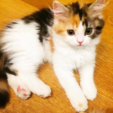 【まとめ】 三 毛 猫 オス 値段 2026年最新プロフィール #789