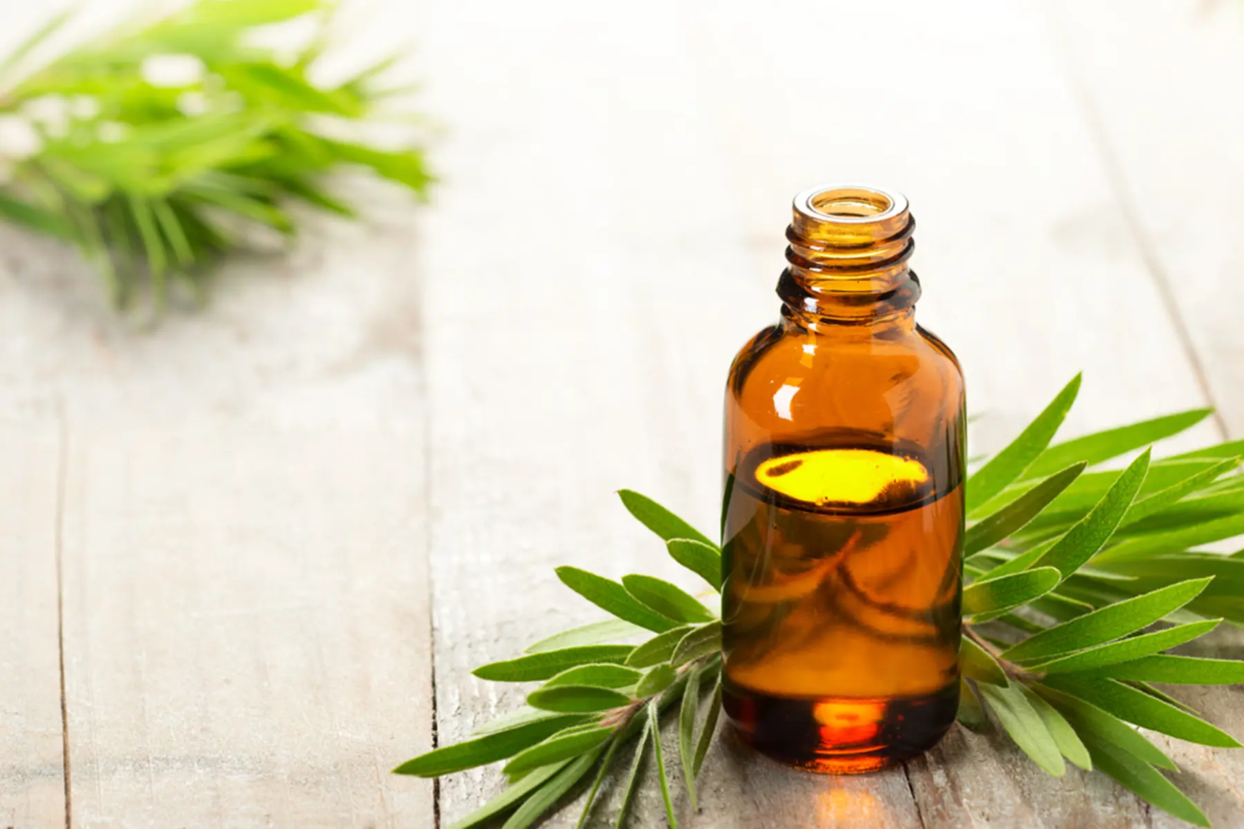 Swallowed Tea Tree Oil