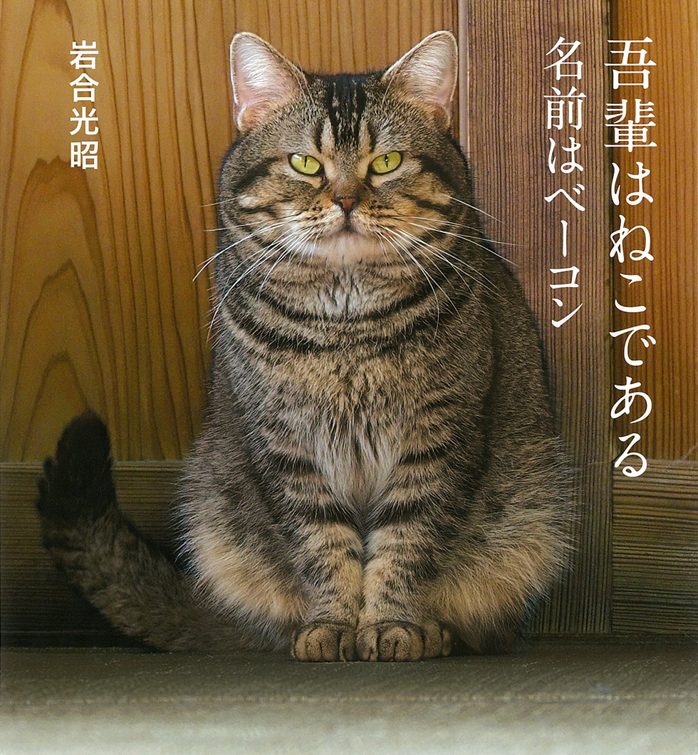 猫にベーコンは一口でも危険？中毒リスクと誤食時の救急対処法