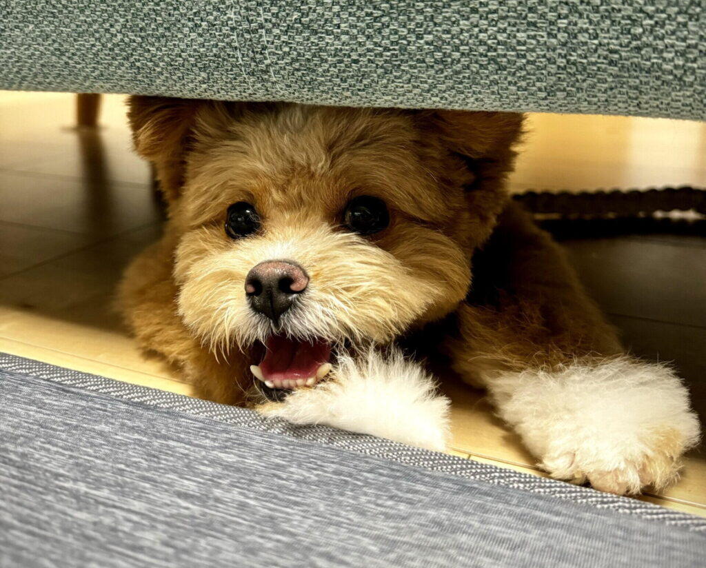 ポメプー成犬は可愛くない？変化の真相と後悔しないトリミング術