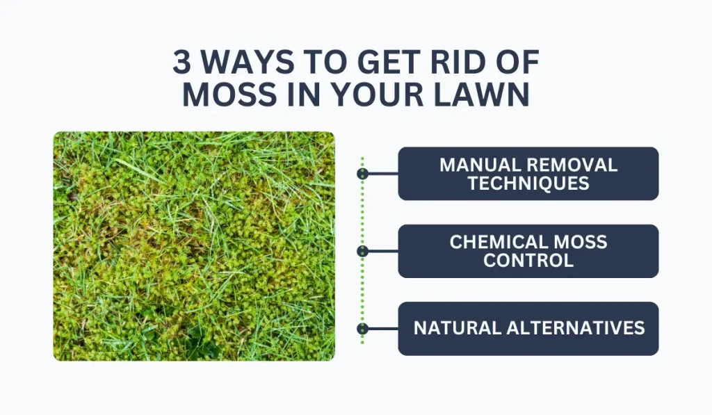 How Do I Kill Moss in My Lawn