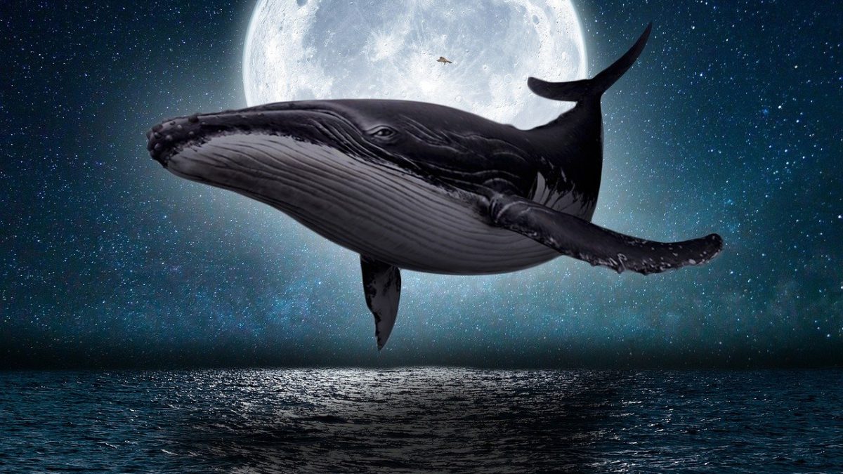 クジラの英語完全ガイド！種類別の英名や発音・イルカとの違いを徹底解説