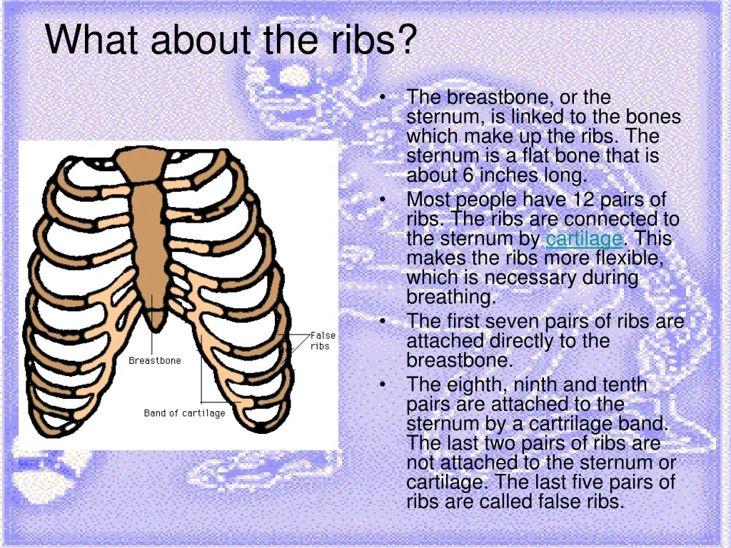 Fun Facts About the Ribs